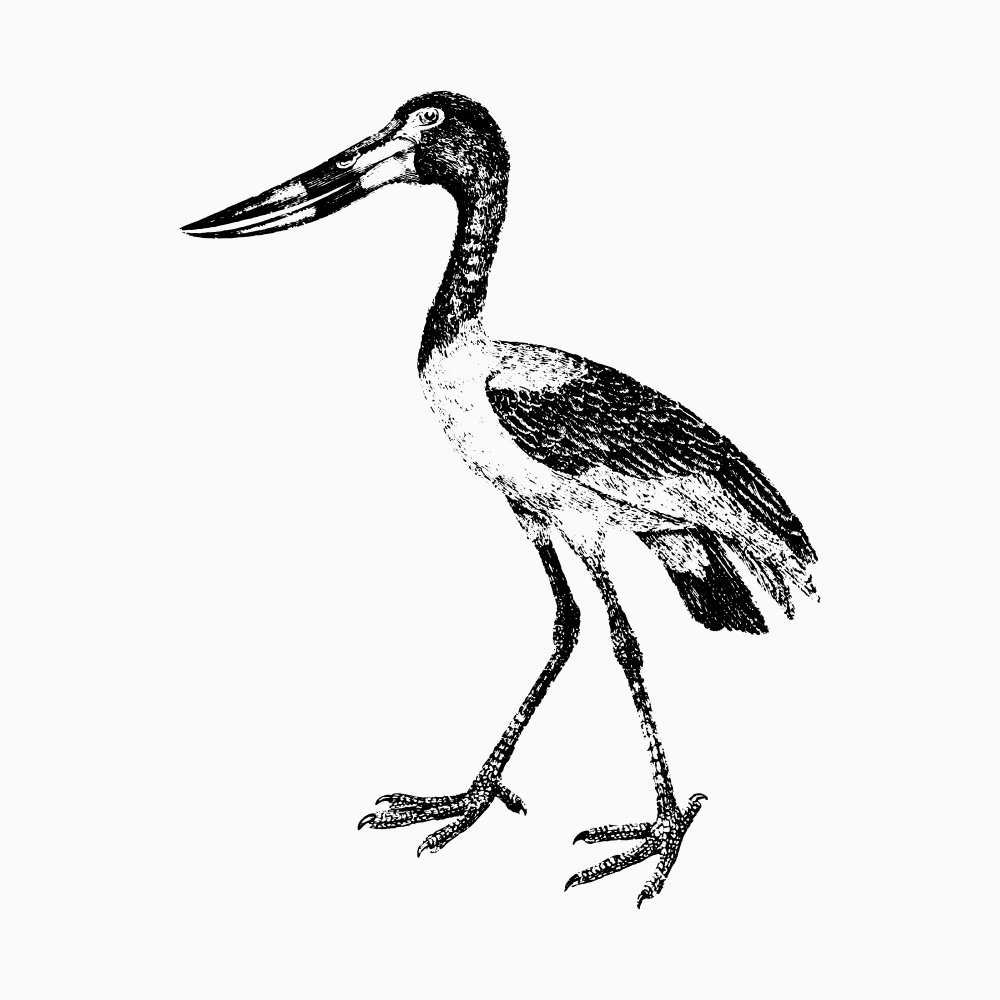 Ephippiorhyncus senegalensis